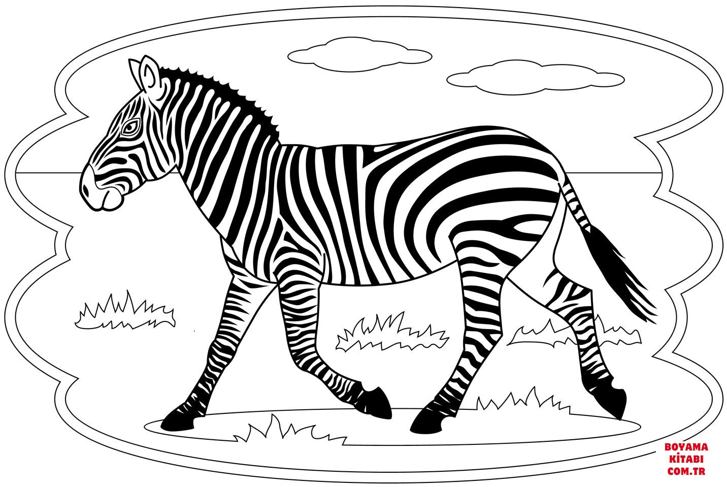 Zebra