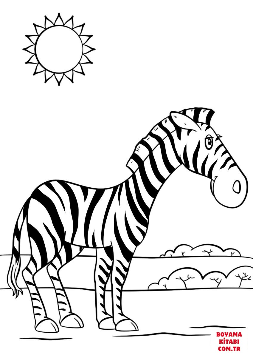 Zebra