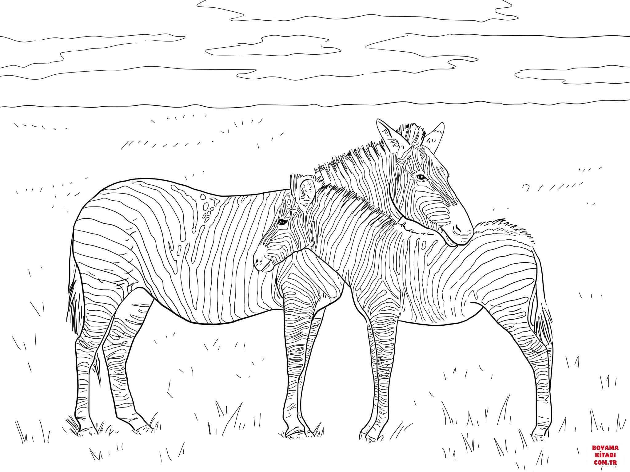 Zebra