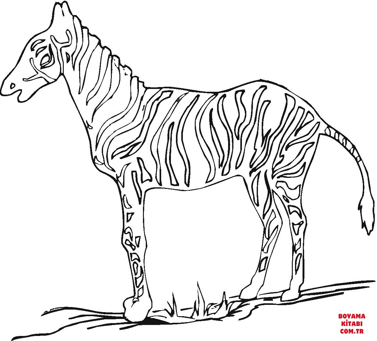 Zebra