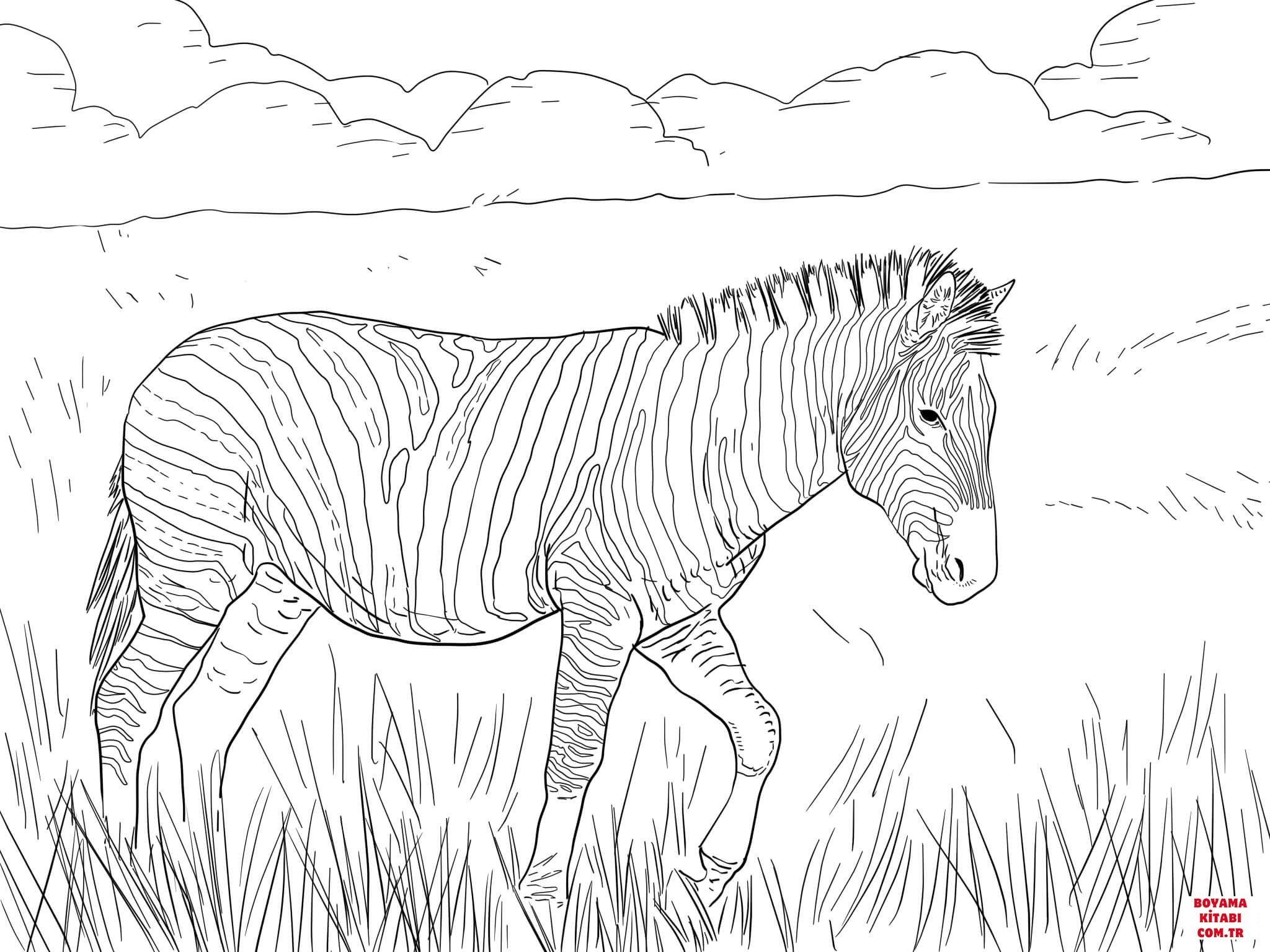 Zebra