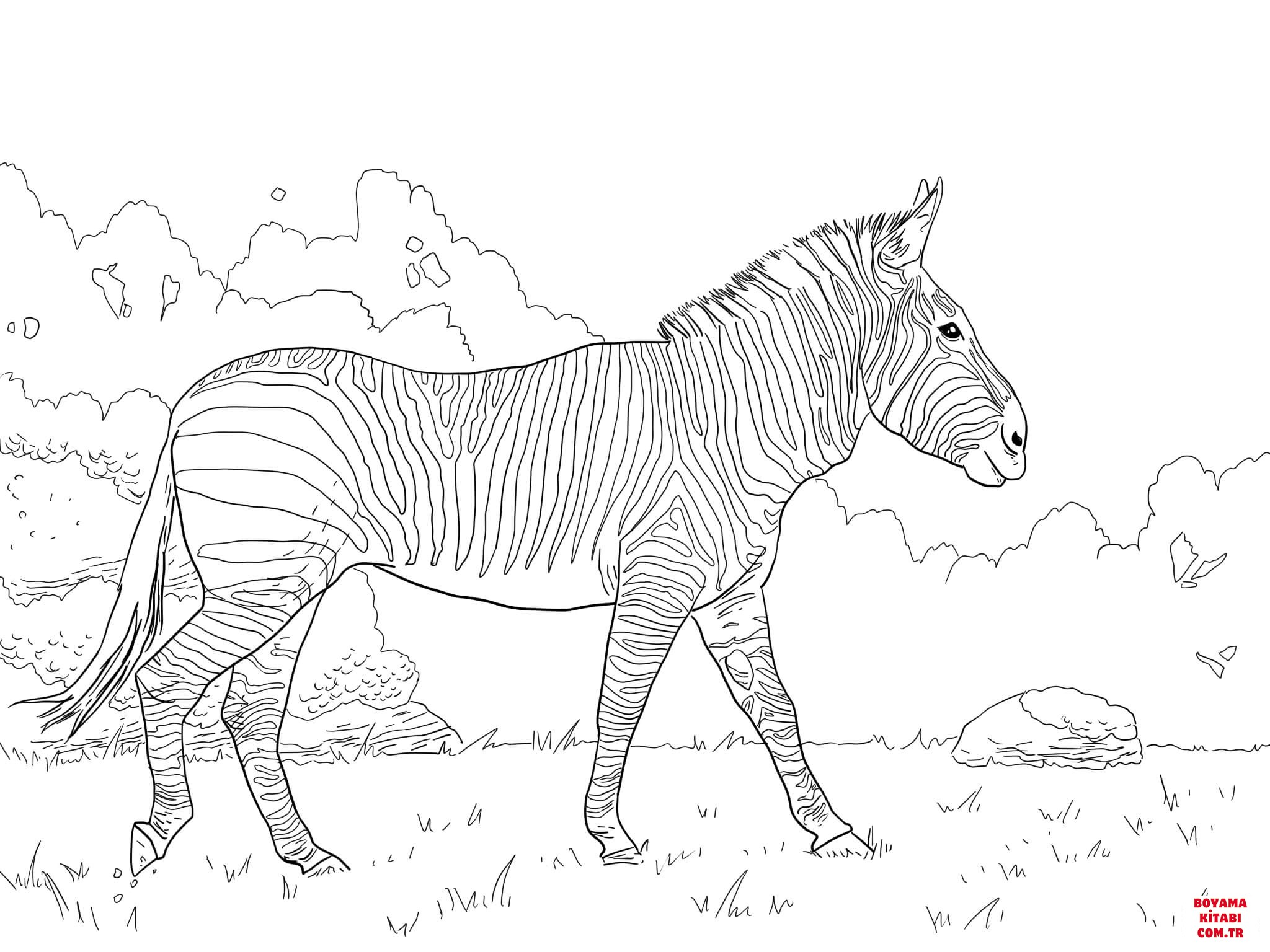 Zebra