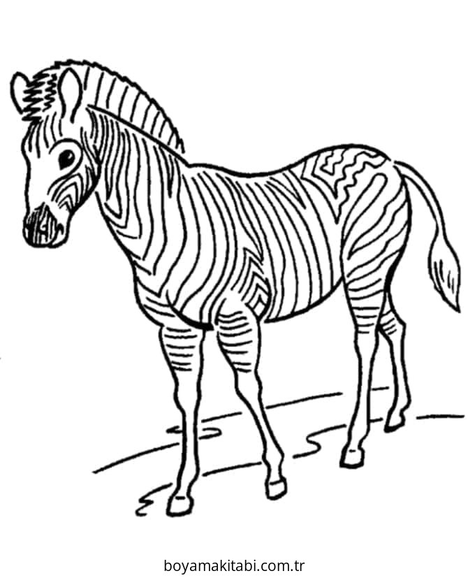 Zebra