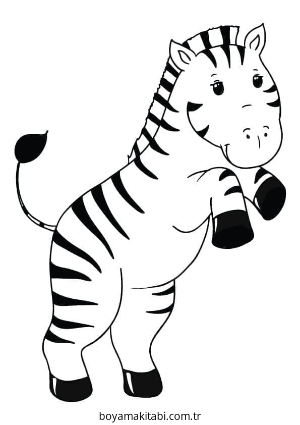 Zebra