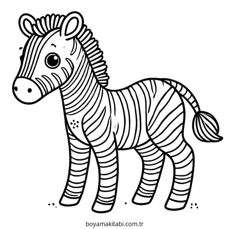 Zebra