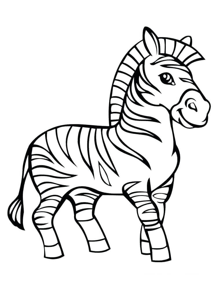 Zebra