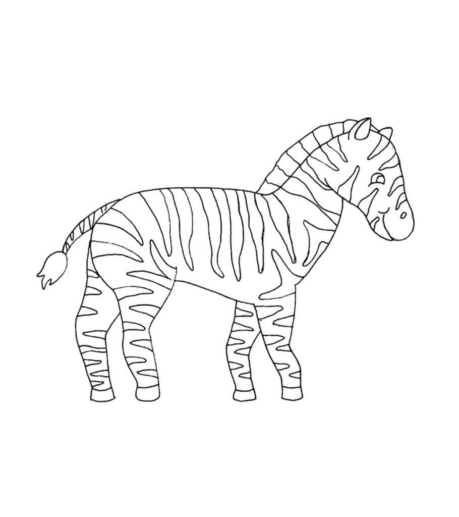 Zebra