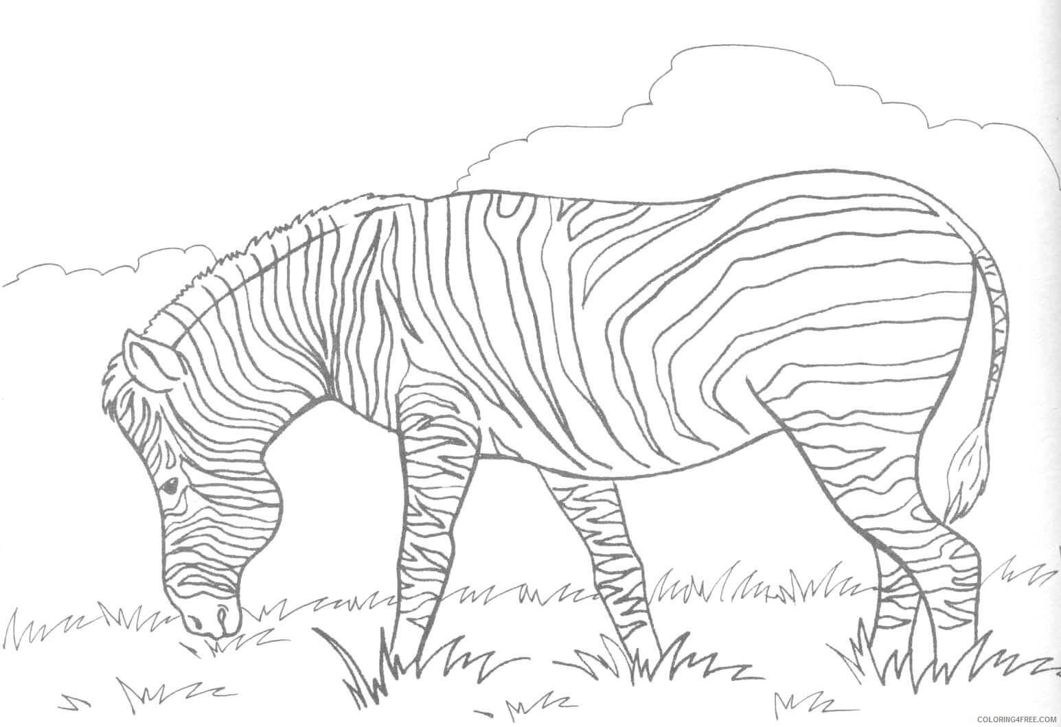 Zebra