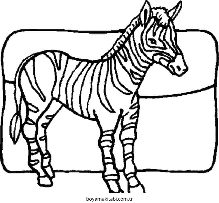 Zebra