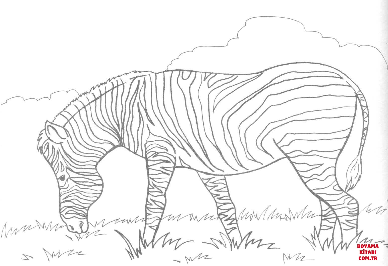 Zebra