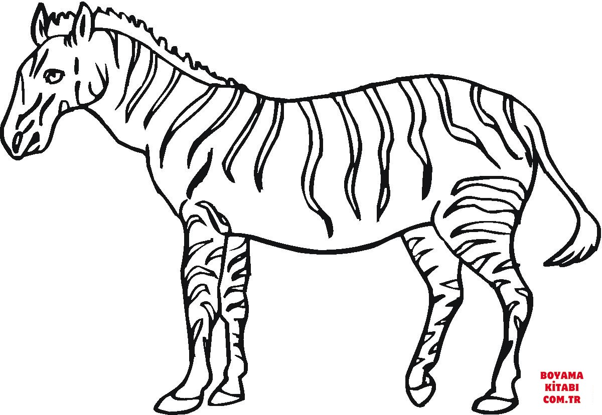 Zebra