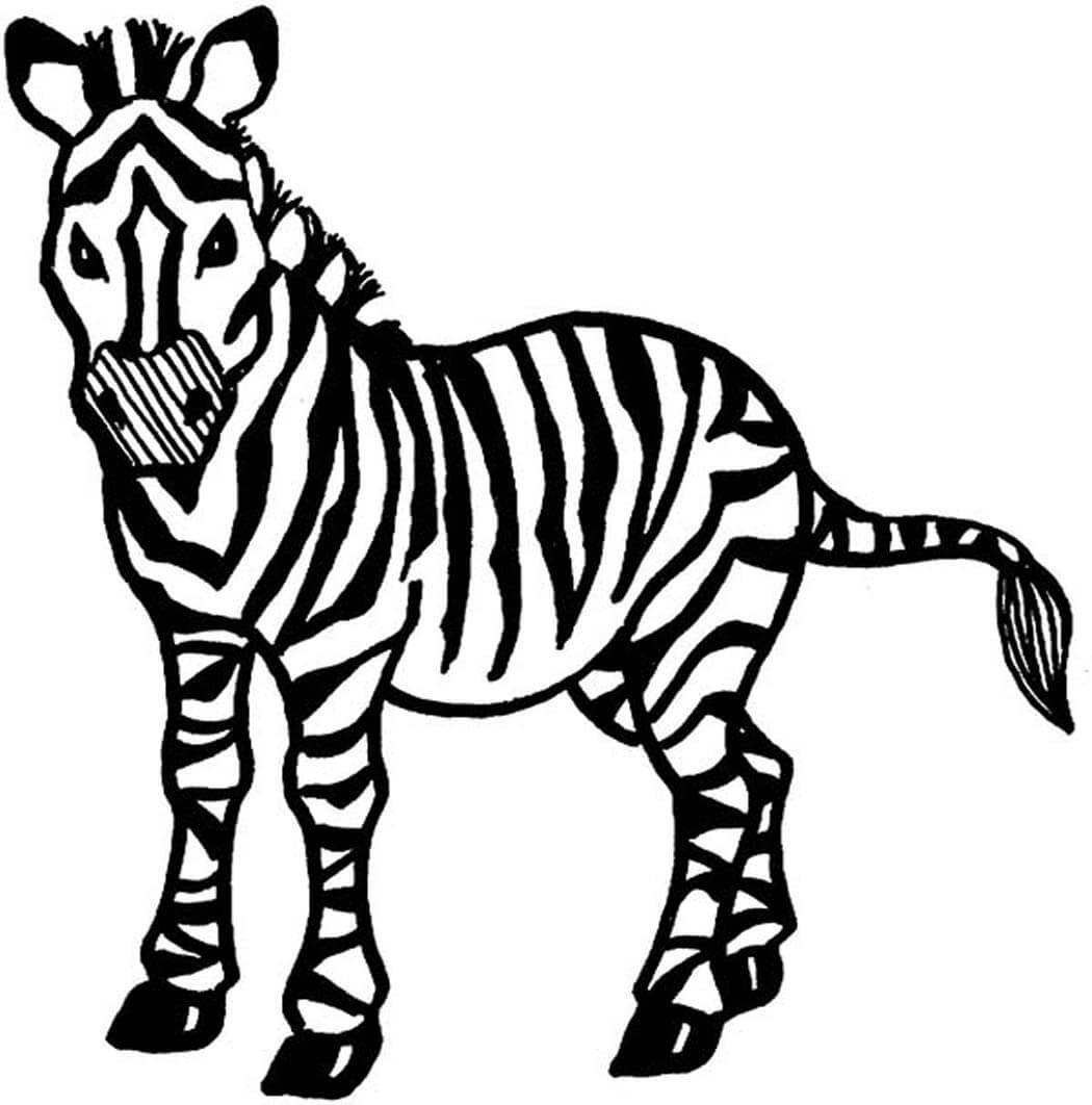 Zebra