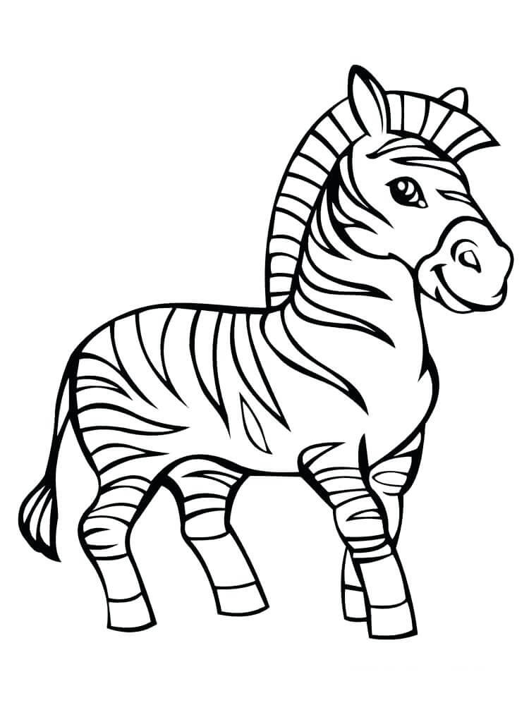 Zebra