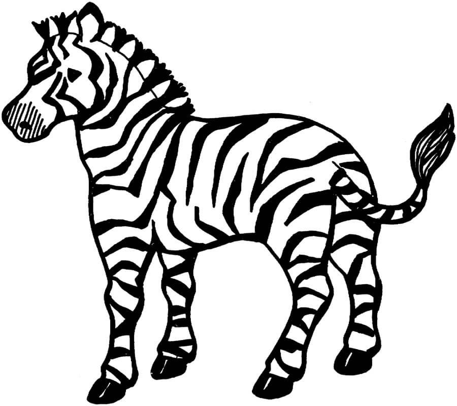 Zebra